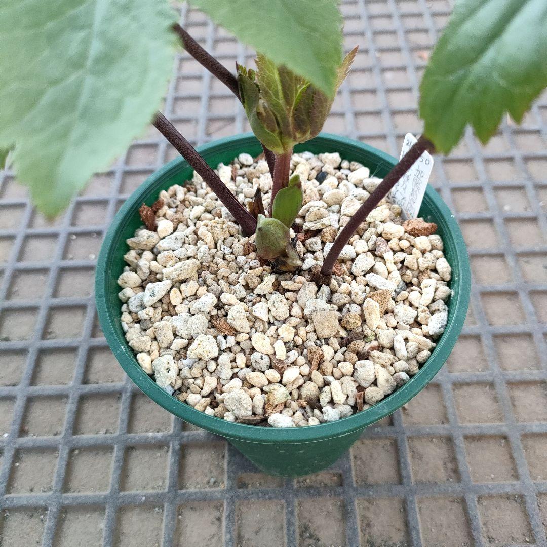 クリスマスローズ　苗