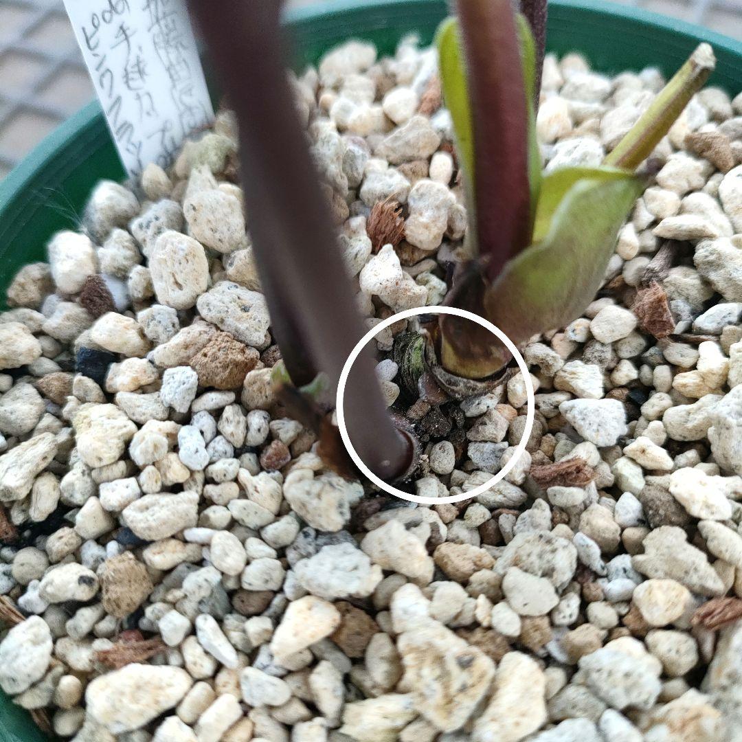 クリスマスローズ　苗