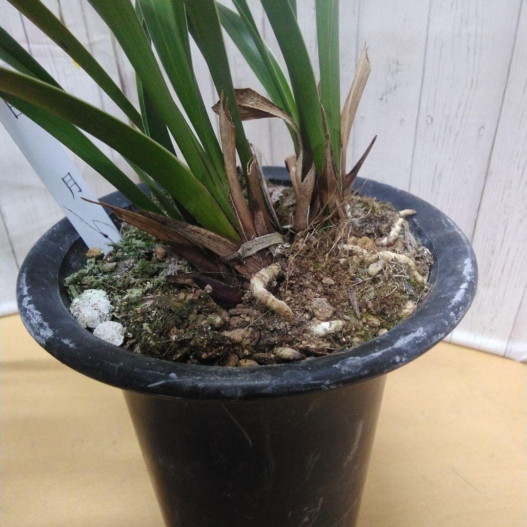 しみもか　キンリョウヘン　日月　常盤錦　花芽付　4号鉢　４個セット