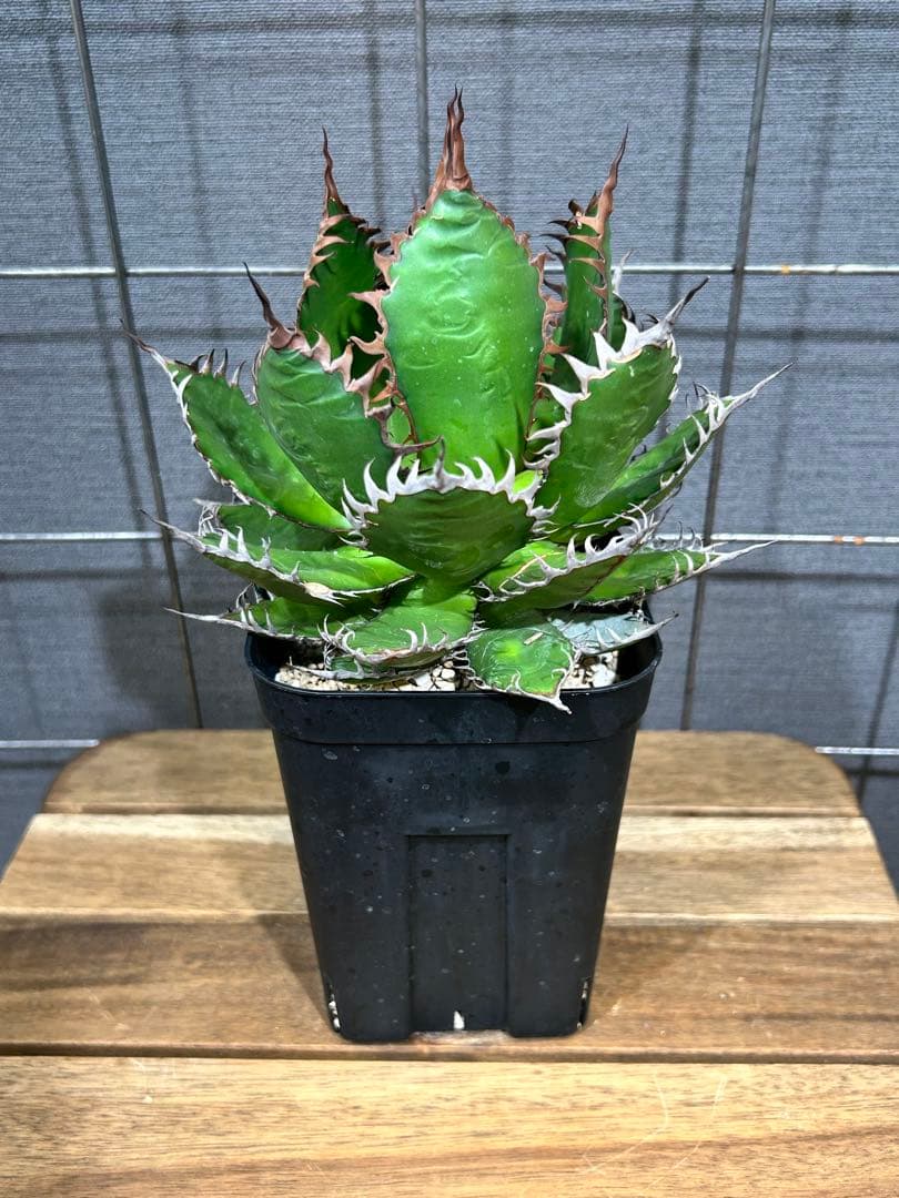 Agave horrida Kagerou【57】