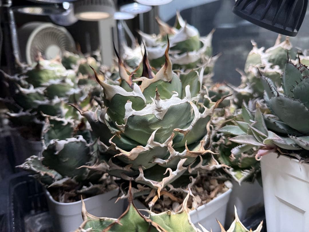 -Collection-アガベ シエラミクスティカ