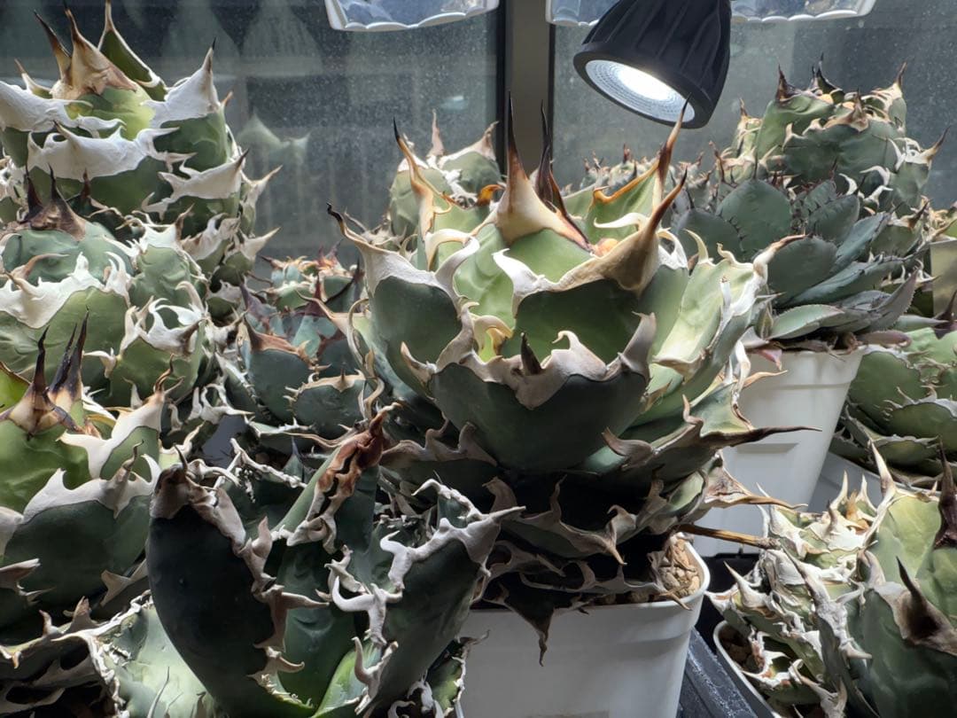 -Collection-アガベ シエラミクスティカ