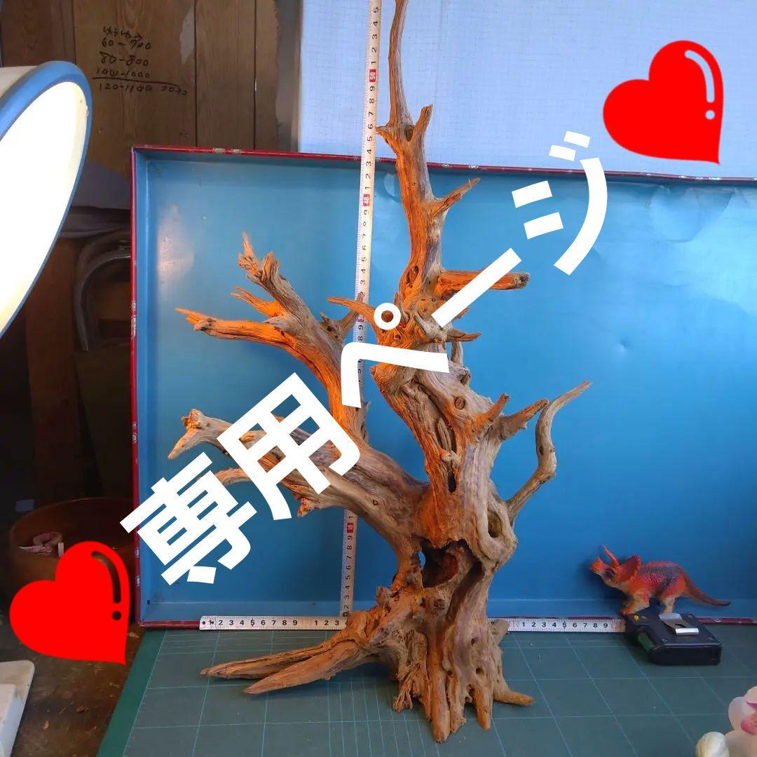 ❤️専用ページ❤️２５７ホーンウツド灰汁抜き硬質流木高さ約５５cm ♥極上
