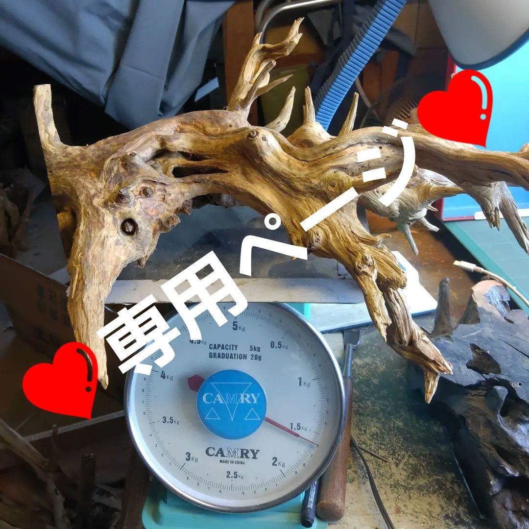 ❤️専用ページ❤️２５７ホーンウツド灰汁抜き硬質流木高さ約５５cm ♥極上