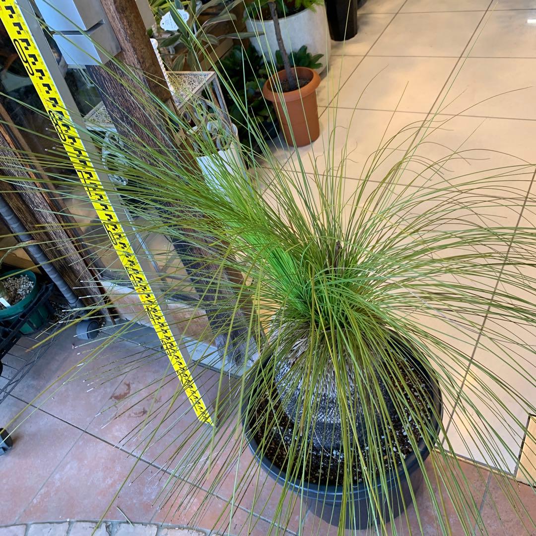 分頭 クサントロエア ジョンソニー ブラックボーイ 発根済み