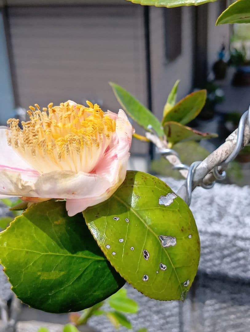 ‼️山木華厳‼️肥後椿盆‼️引き取り限定