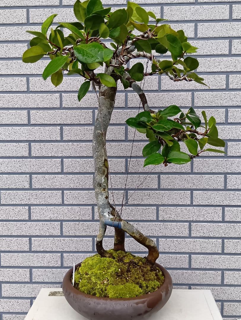 ‼️山木華厳‼️肥後椿盆‼️引き取り限定