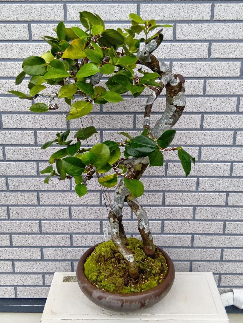 ‼️山木華厳‼️肥後椿盆‼️引き取り限定
