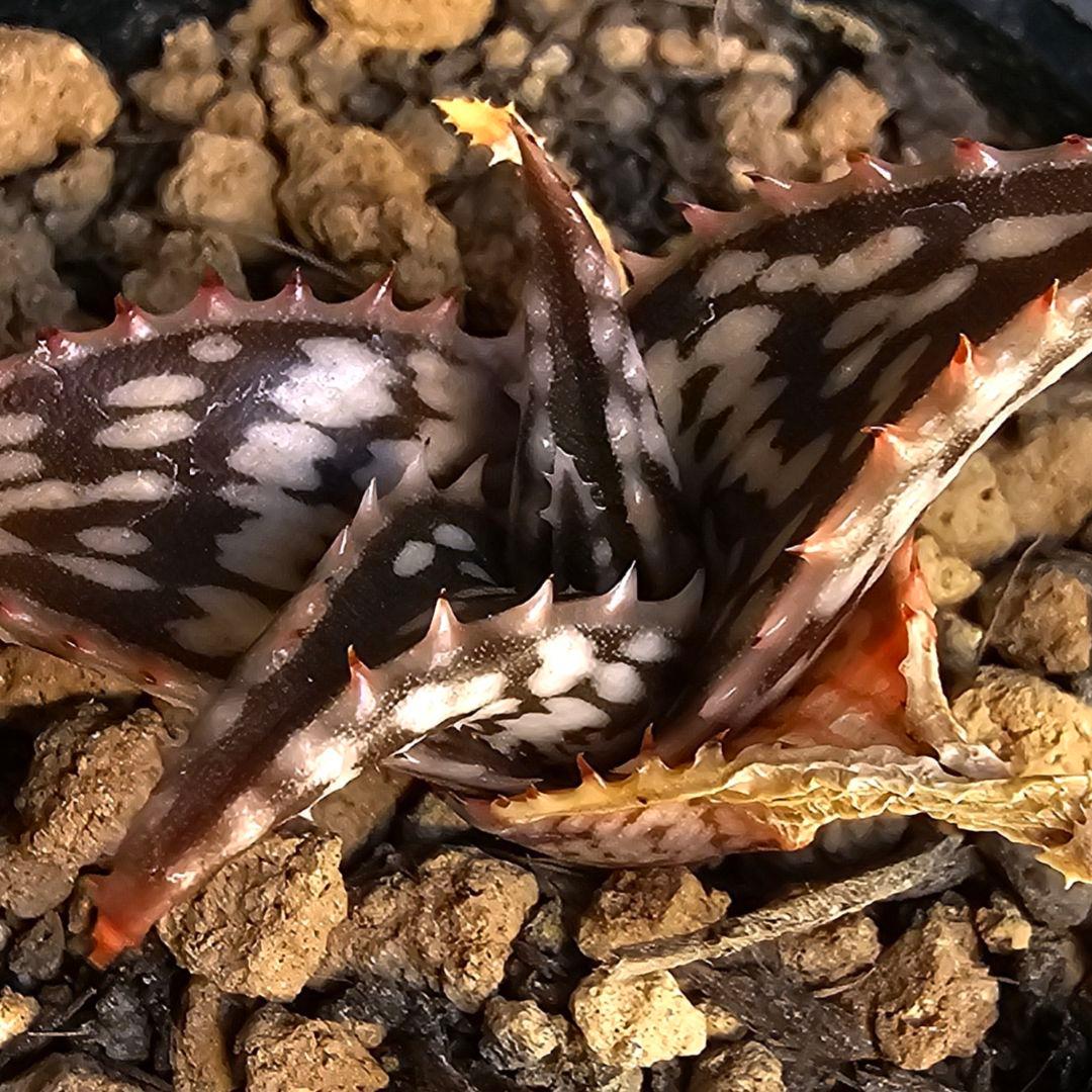メルカリ便発送☆アロエ スモークモニター(4枚目からが商品画像です)