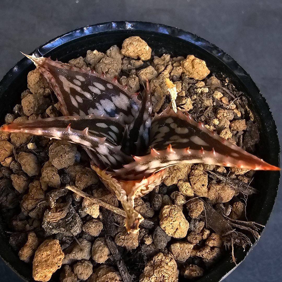 メルカリ便発送☆アロエ スモークモニター(4枚目からが商品画像です)