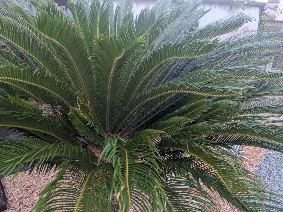 【ソテツ】 観葉植物