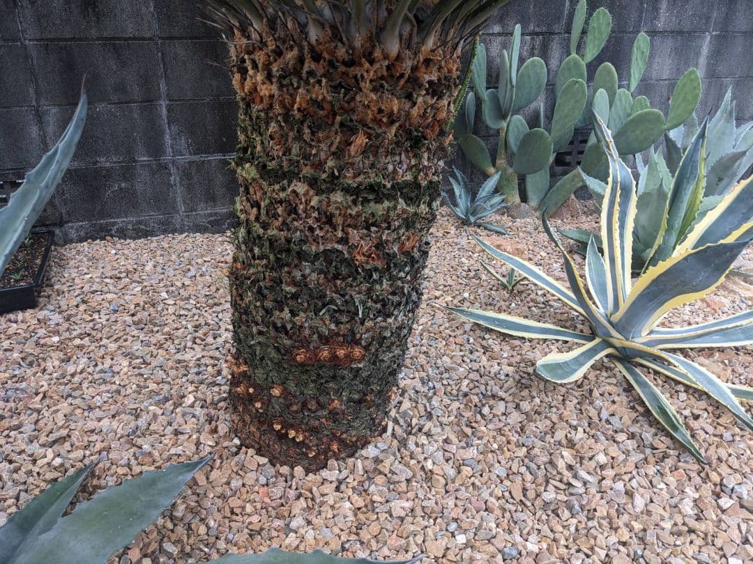 【ソテツ】 観葉植物