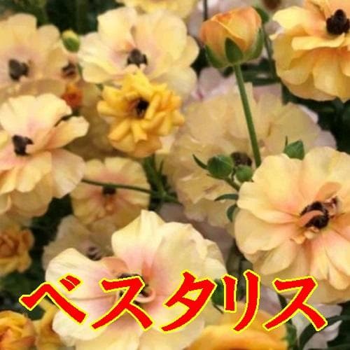 ぱるる　ラナンキュラス　ラックス　全6種類　　5号化粧鉢　　大苗