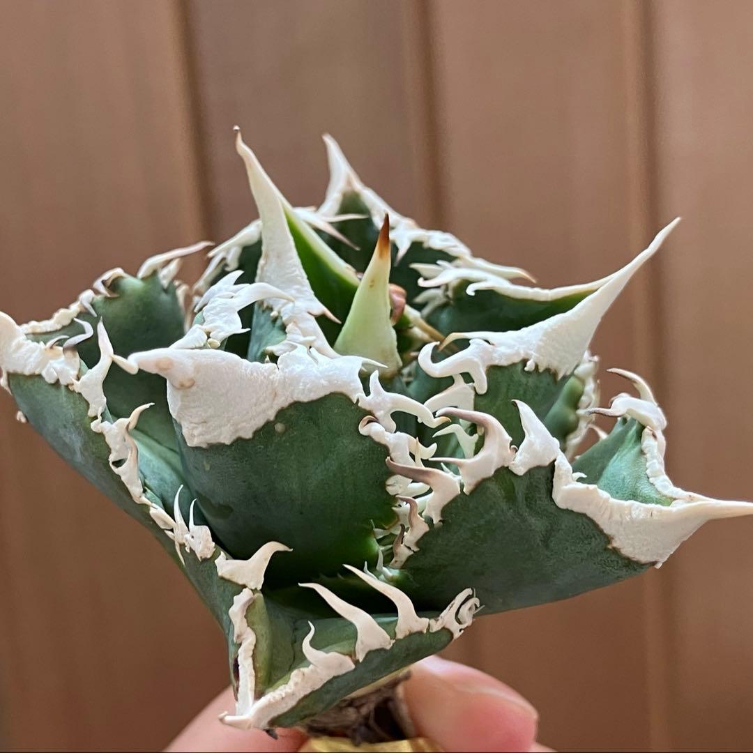 【初売り】57 匿名配送　選抜　太棘　特選　アガベ　チタノタ　白豪刺TC ①