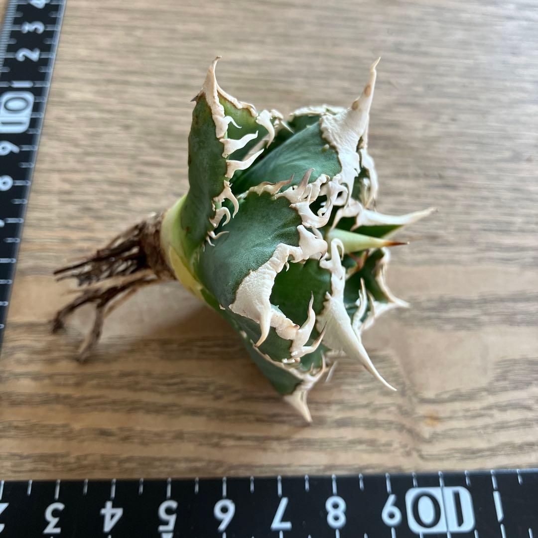 【初売り】57 匿名配送　選抜　太棘　特選　アガベ　チタノタ　白豪刺TC ①