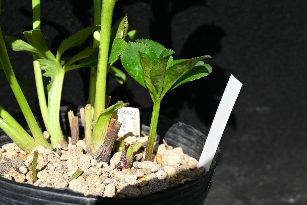 クリスマスローズ　認定！ 毬姫　加藤農園