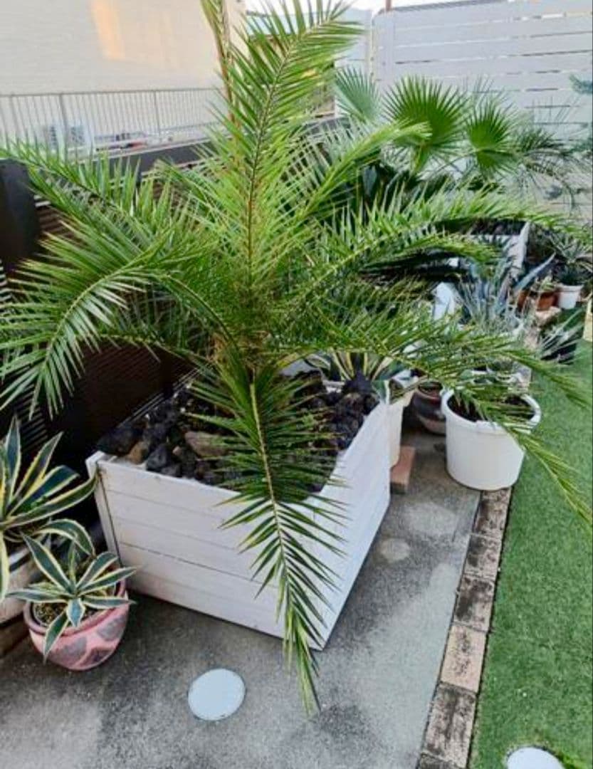 【手渡限定】カナリーヤシ