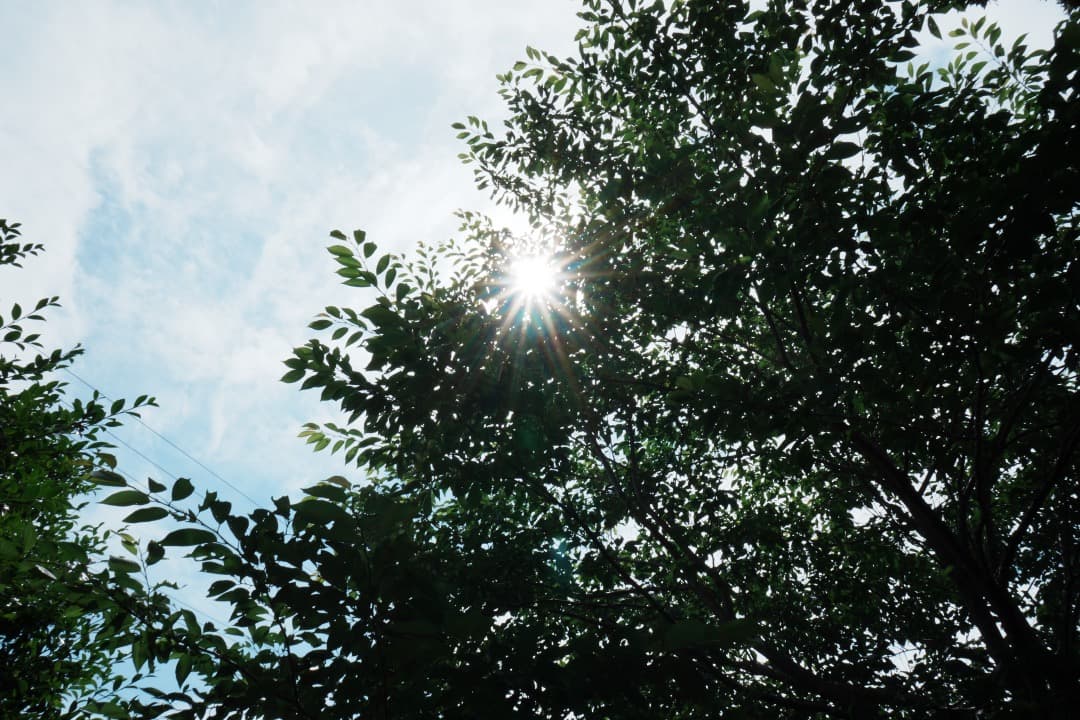 【遊べる】SONY SEL16F28 ワイド＆フィッシュアイコンバーターセット