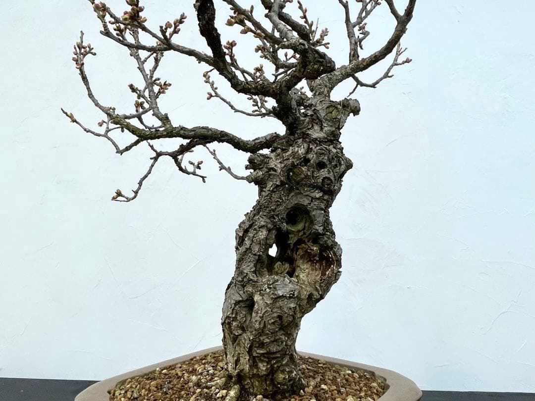 三河盆栽　野梅　ヤバイ　梅　盆栽　花物　白花　極古　荒皮　サバ幹　太幹　古木