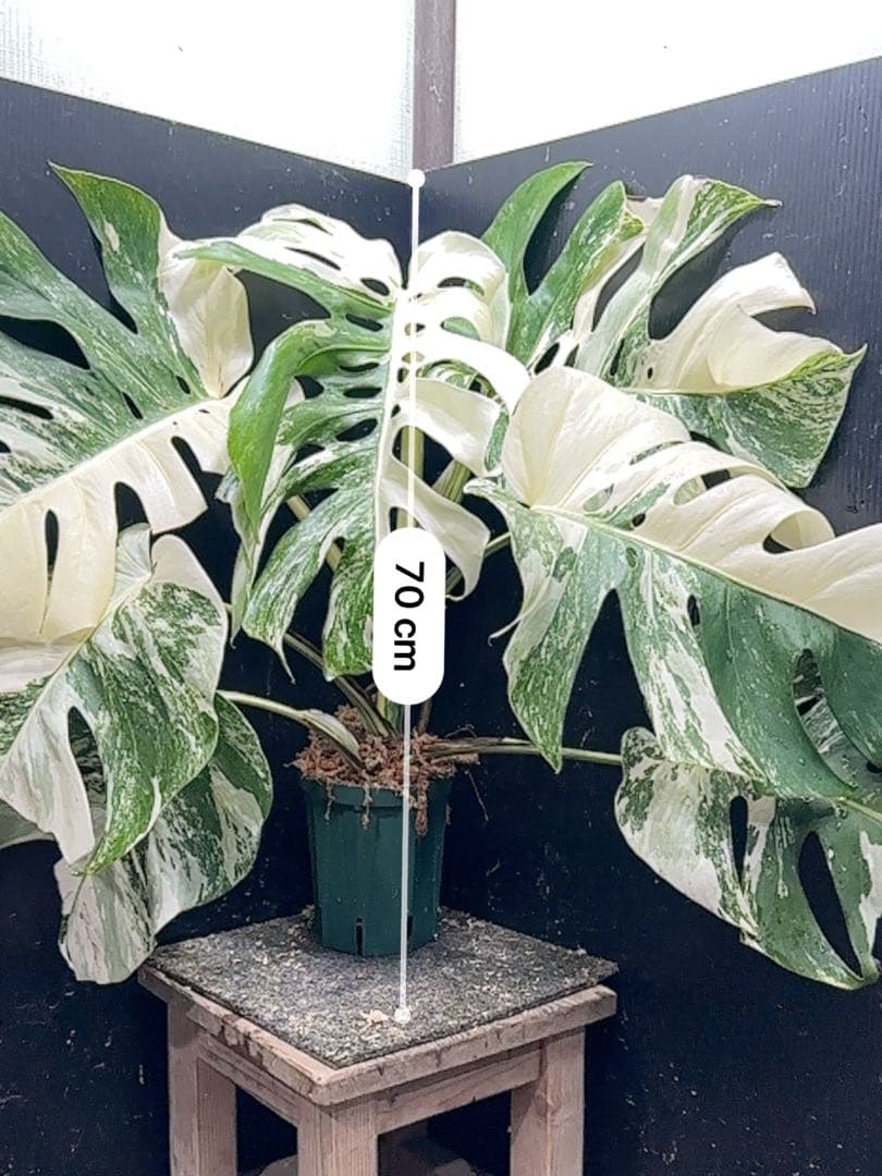 斑入りモンステラ ホワイトタイガー極美大株70cm白斑多