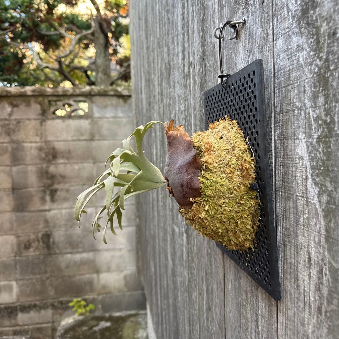 P. willinckii Jenny (pup) ビカクシダ