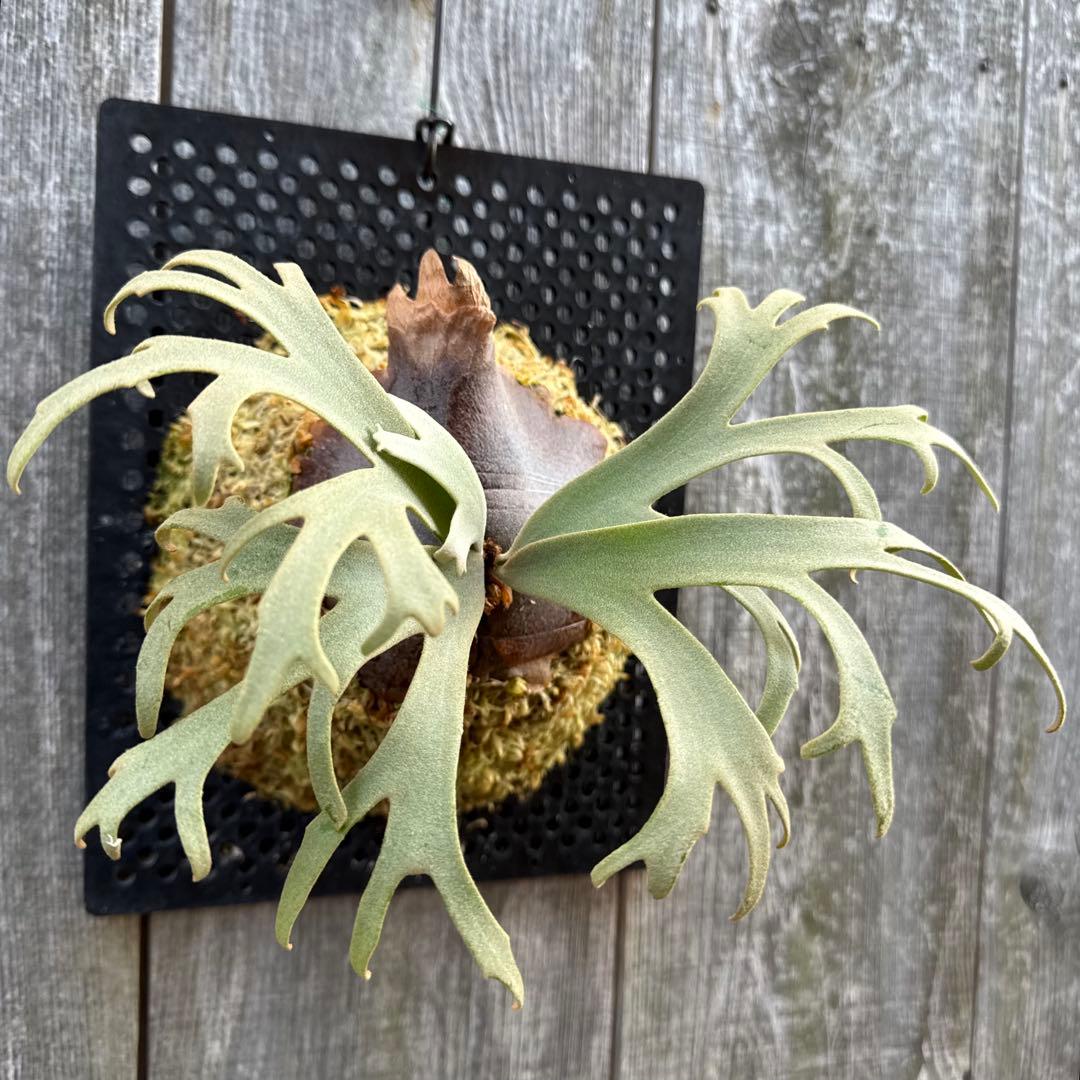 P. willinckii Jenny (pup) ビカクシダ