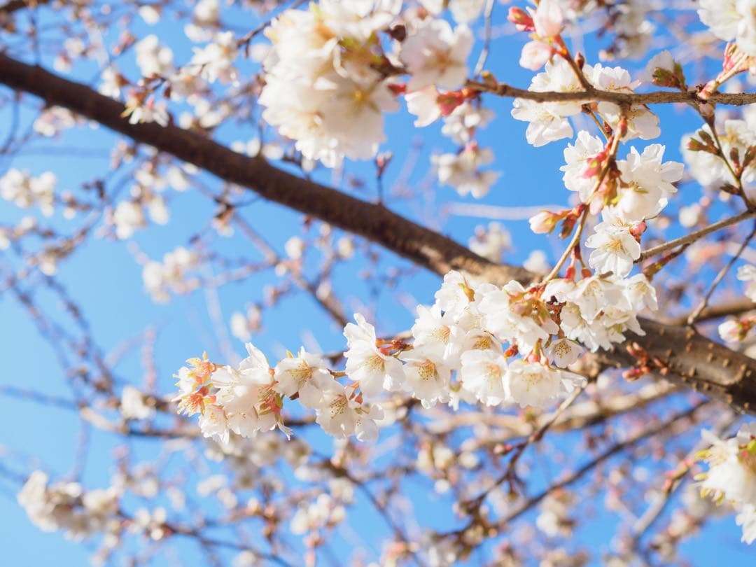 （最終値下）OLYMPUS OM-D E-M5 MARK Ⅲ最終