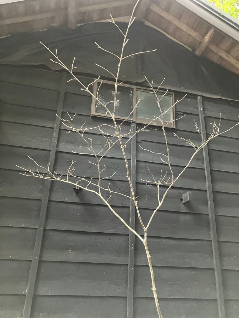 80 山採り　アオダモ