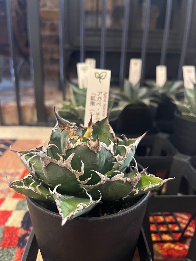 ワン太郎アガベ 9個セット販売 シーザー　パンダ　ライオンズメーン