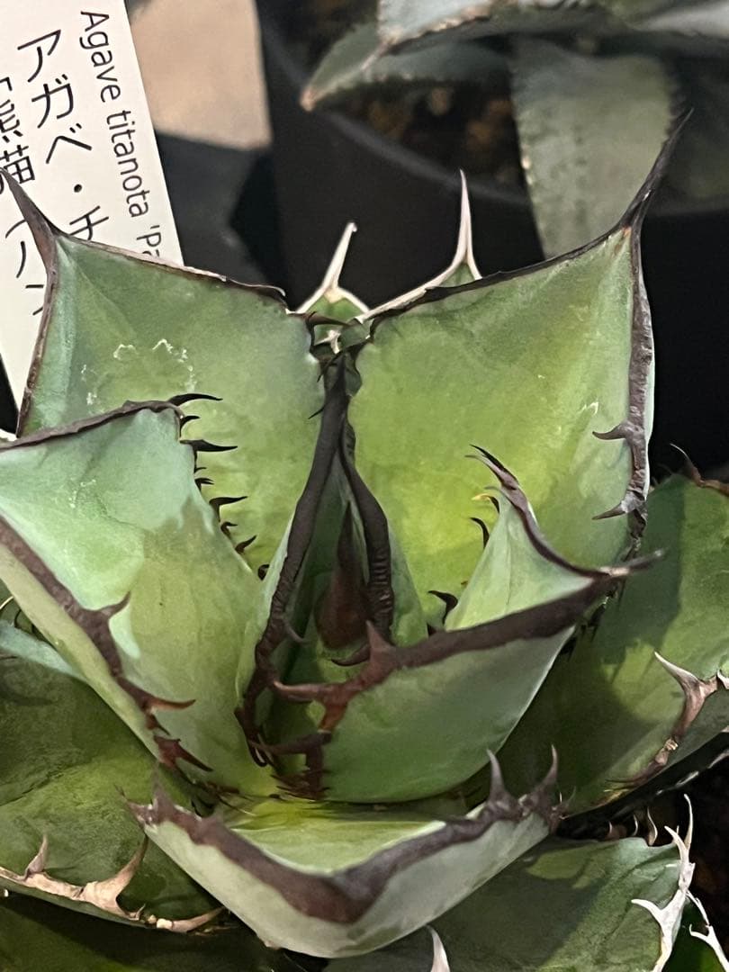 ワン太郎アガベ 9個セット販売 シーザー　パンダ　ライオンズメーン