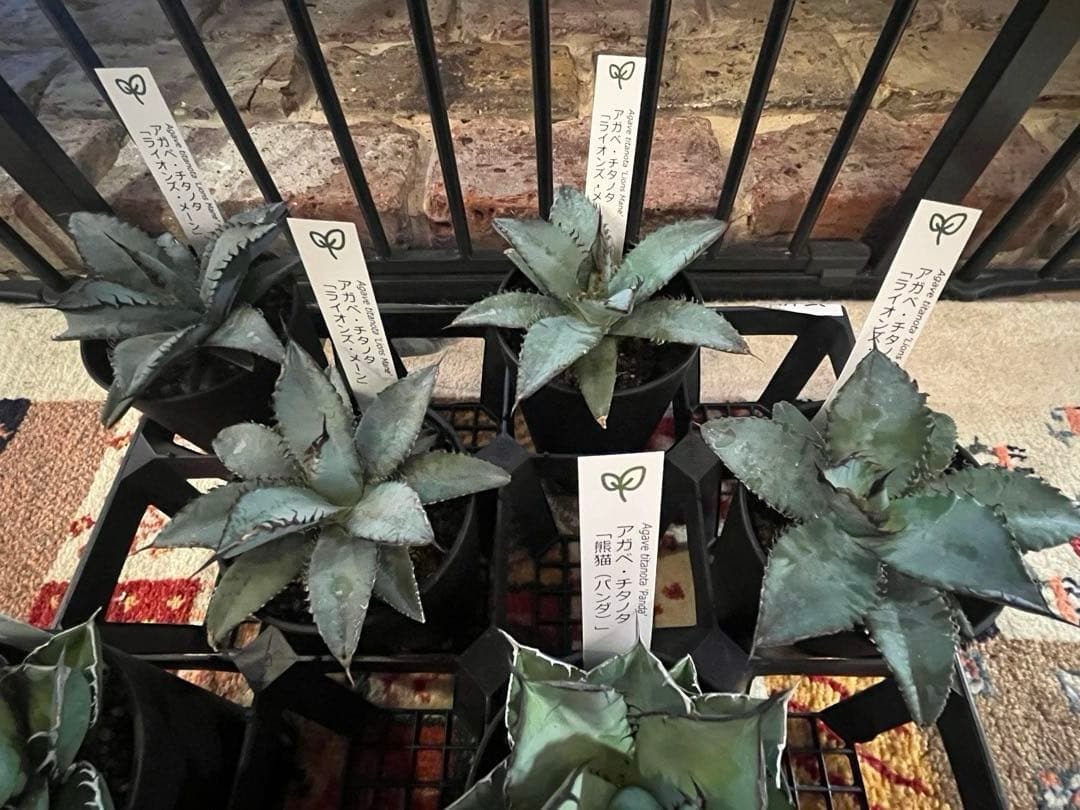 ワン太郎アガベ 9個セット販売 シーザー　パンダ　ライオンズメーン