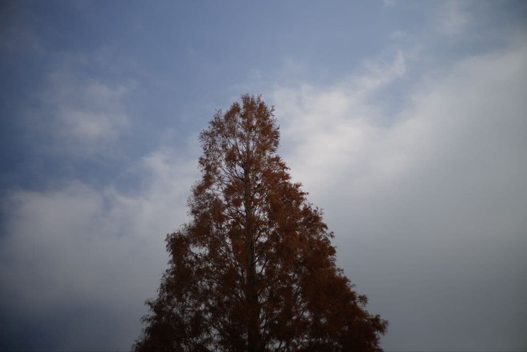 058_Leitz Summicron-c 40/2 ズミクロンC　40ミリ