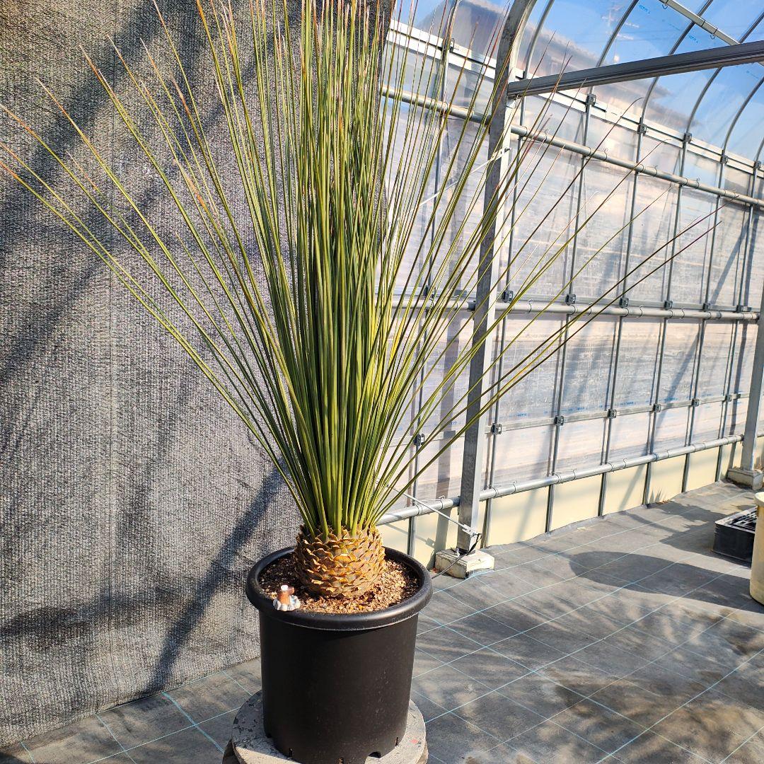 ダシリリオン　ロンギシマム