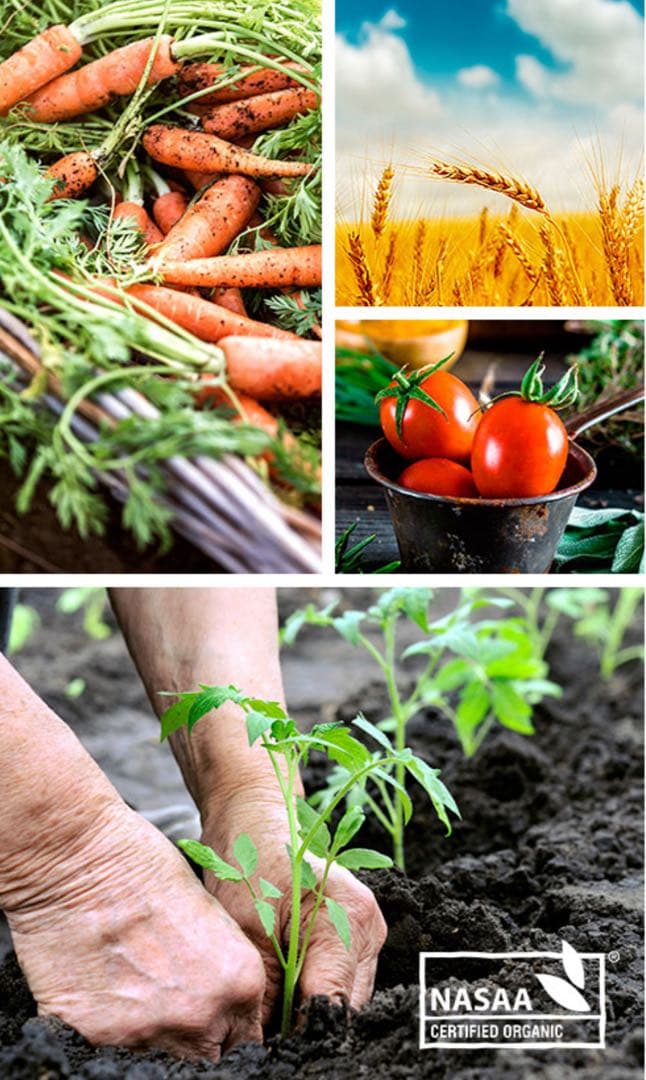 bubs Organic 1 (0~6 Months ) 800g 3缶セット