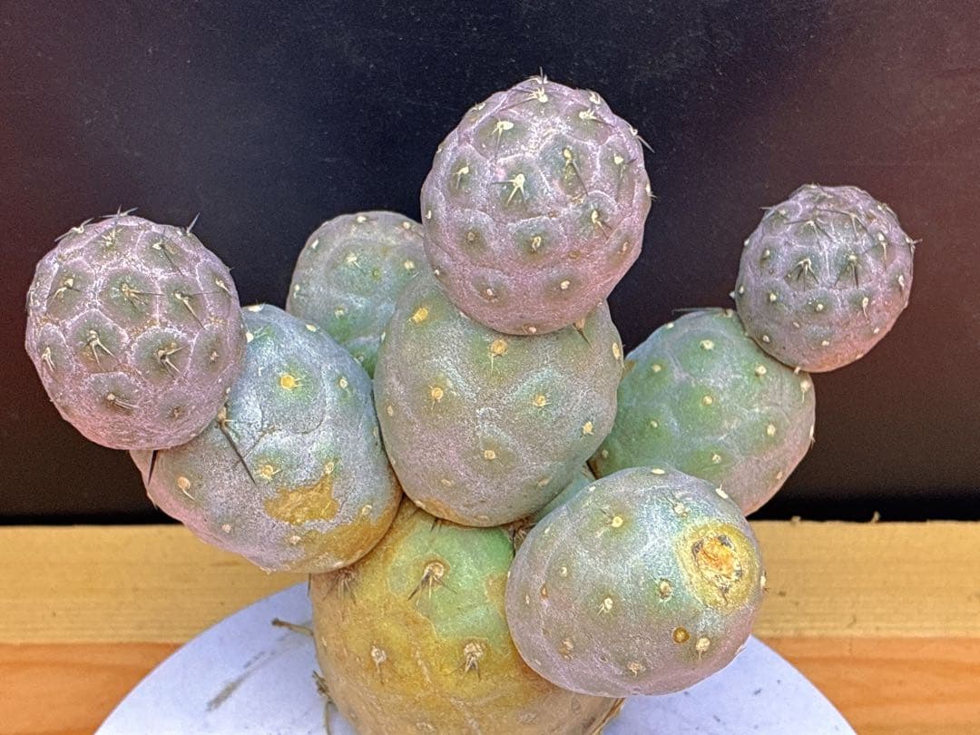 お*髭様 M-2047テフロカクタス ゲオメトリクスサボテン多頭ピンク色付き