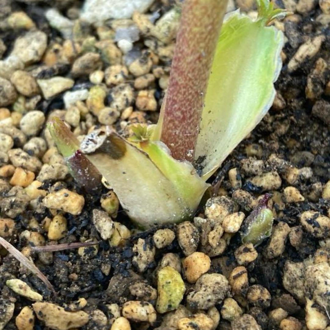 クリスマスローズ開花株 加藤農園　メロンゴールド