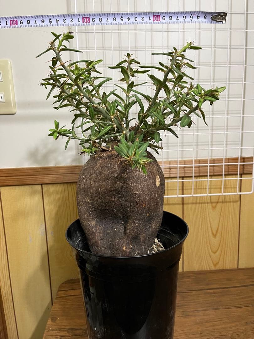 塊根植物・コーデックス ZAMMY