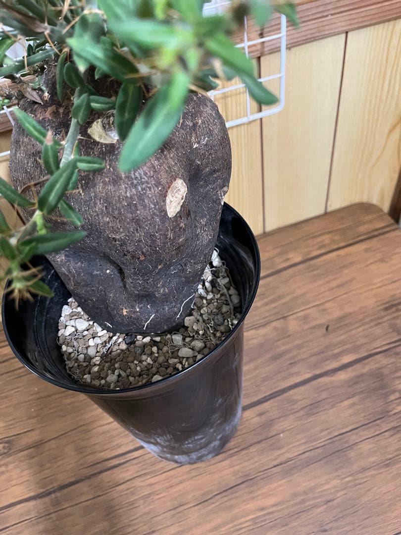 塊根植物・コーデックス ZAMMY