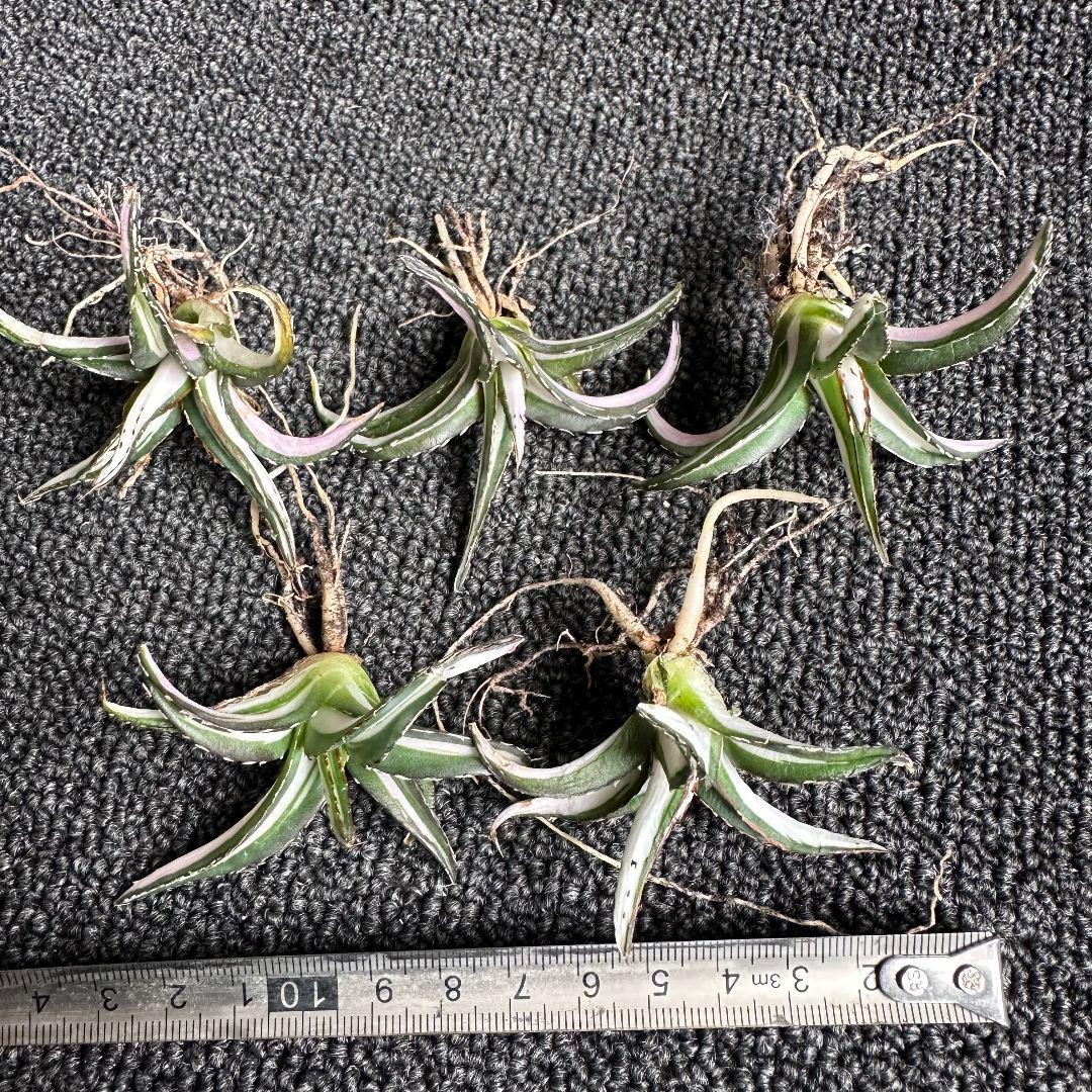 苦*虫様 2009アガベ チタノタ 丸叶氷山錦 白中斑 極上中小株 5株セット