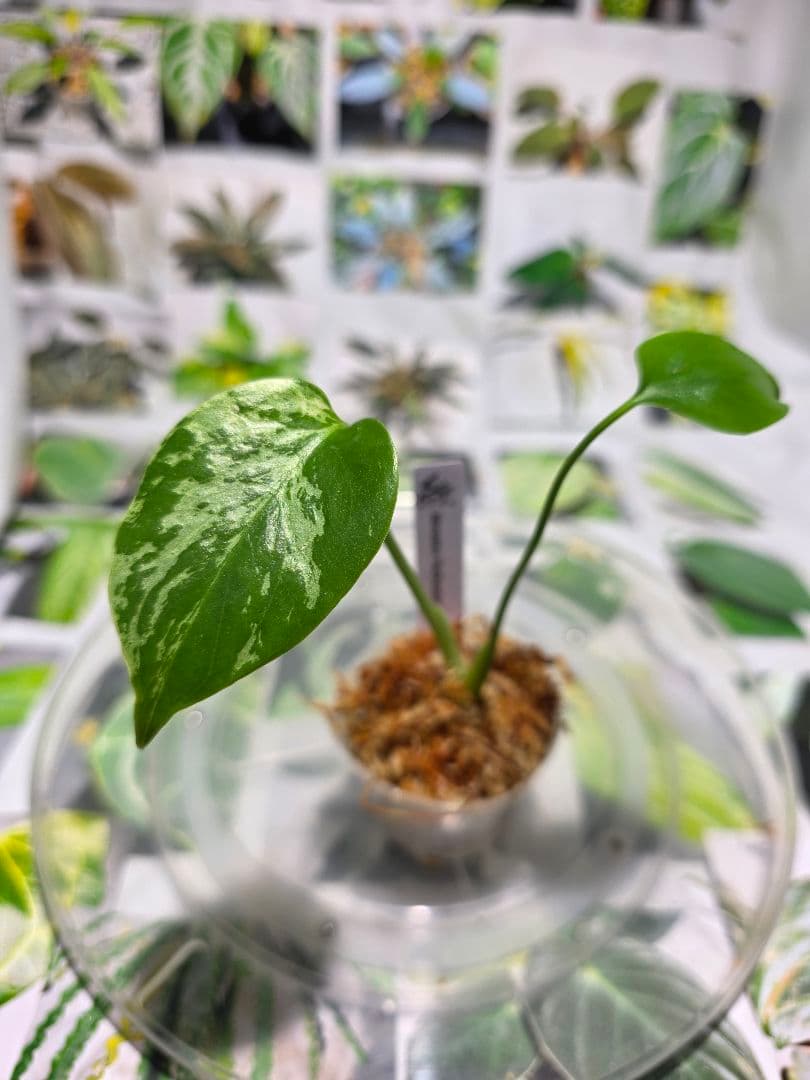 熱帯植物　‼️レア‼️モンステラ　バルバソー　斑入り