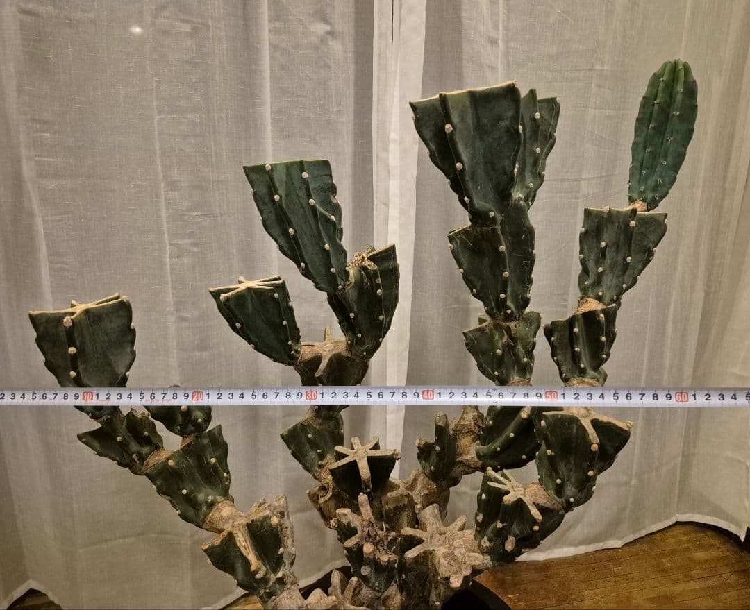 柱サボテン ブランチ 古木仕立て ハシラサボテン　鬼面角　キメンカク　10号鉢