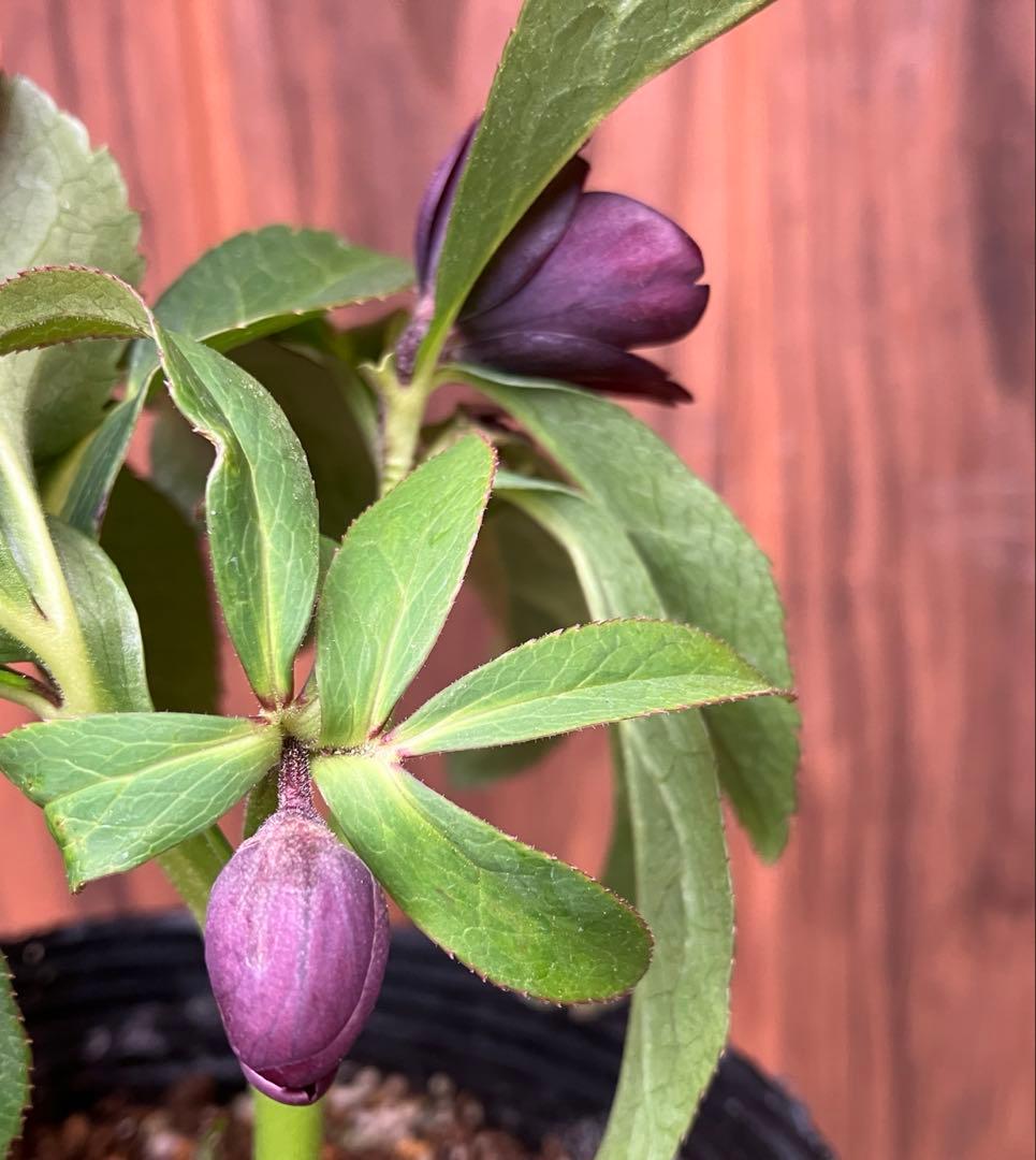 原種クリスマスローズ　開花株　クロアチカス交配　小輪　充実株　ポットのまま発送