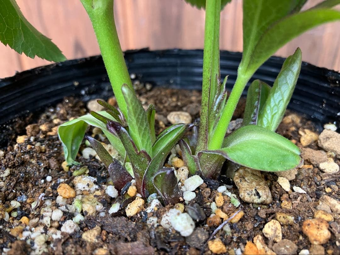 原種クリスマスローズ　開花株　クロアチカス交配　小輪　充実株　ポットのまま発送