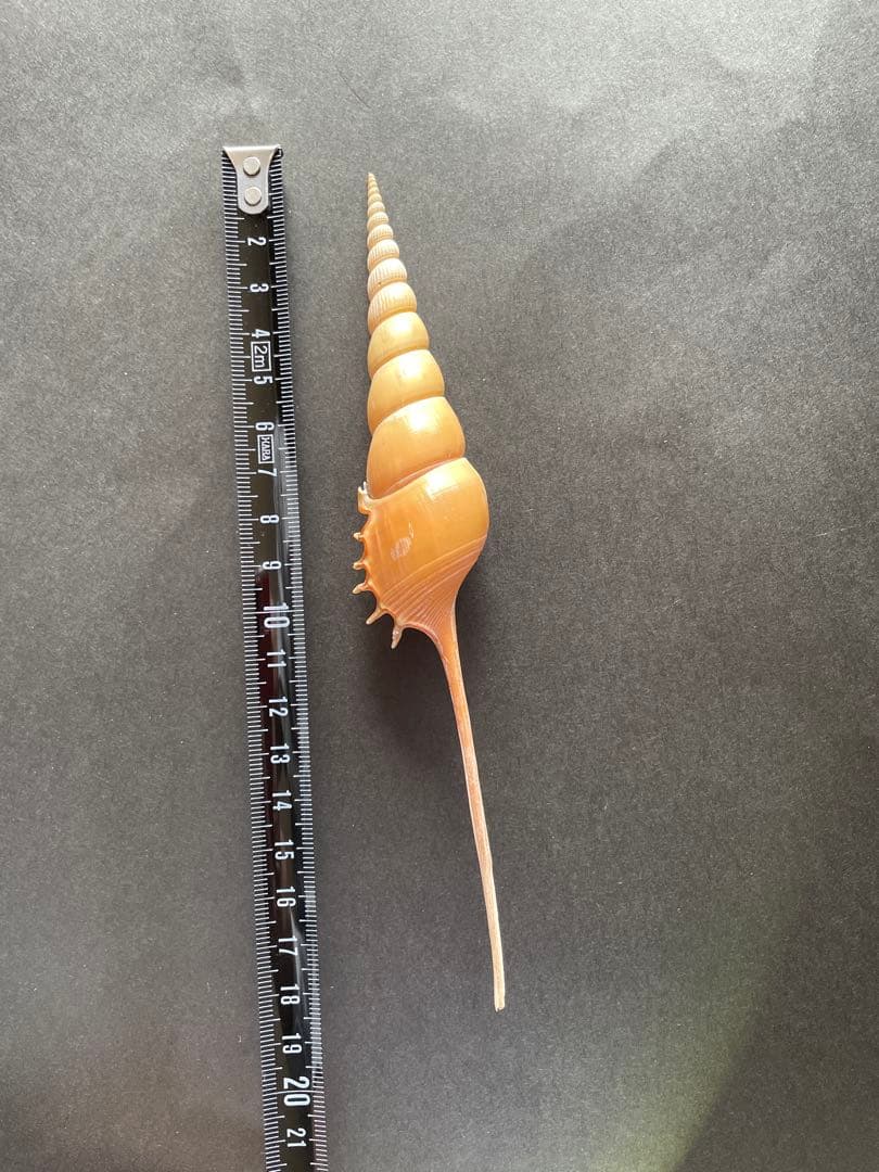 【極美品】天然 貝殻 5点豪華セット（オウムガイ・ホネガイ・シノマキガイ他）