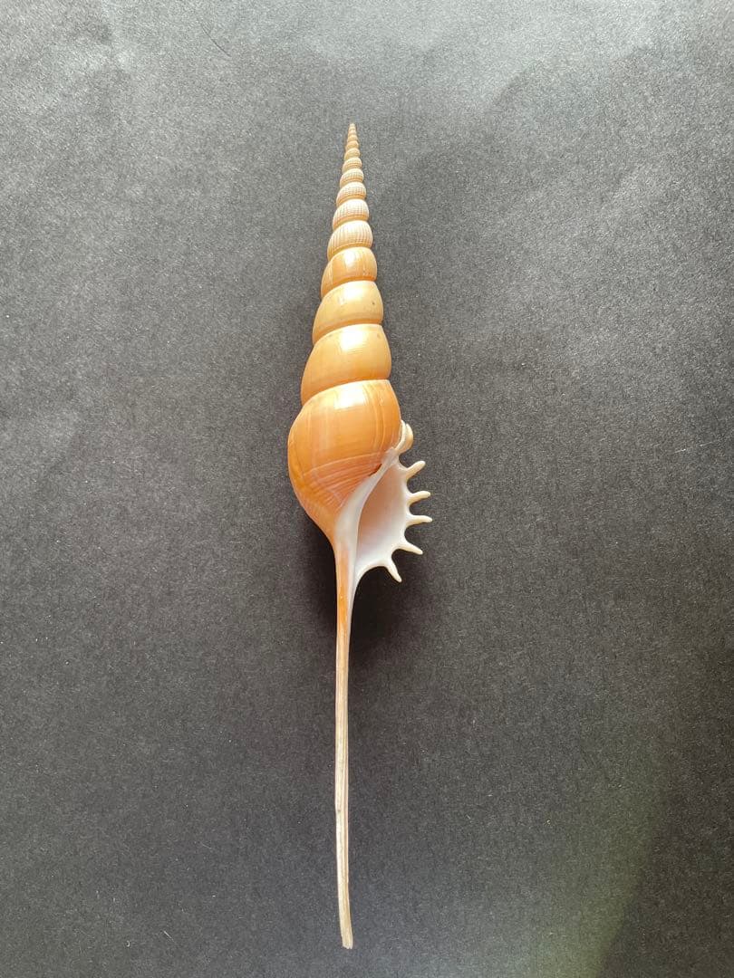 【極美品】天然 貝殻 5点豪華セット（オウムガイ・ホネガイ・シノマキガイ他）