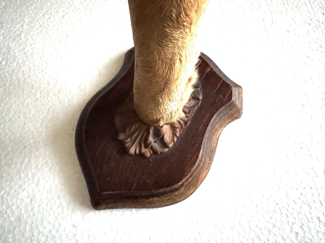 アンティーク★鹿の足壁掛け 剥製　undercover 高橋盾