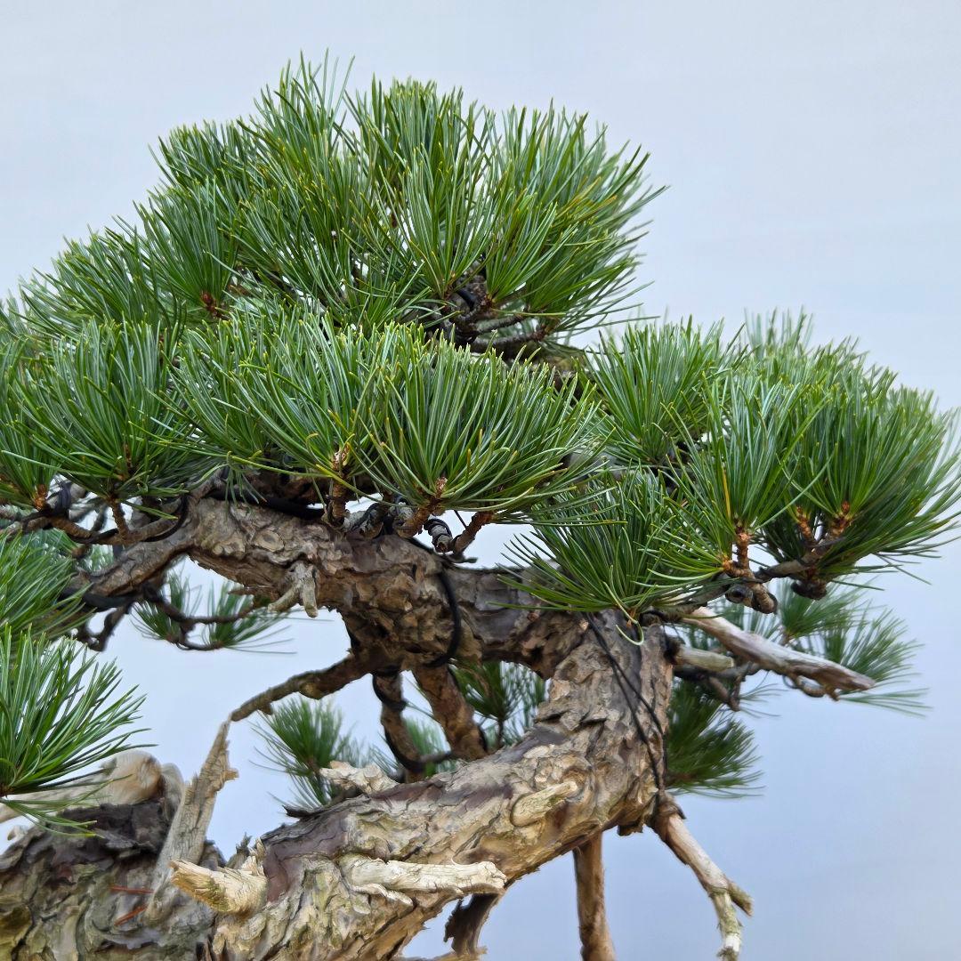 五葉松　[山木舎利幹半懸崖]]　大品盆栽
