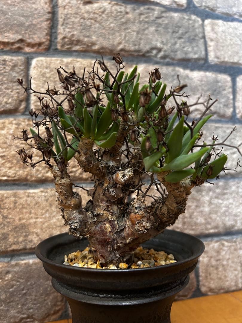 現地株 チレコドン レティキュラータス 万物想　渋谷英一作家鉢付き