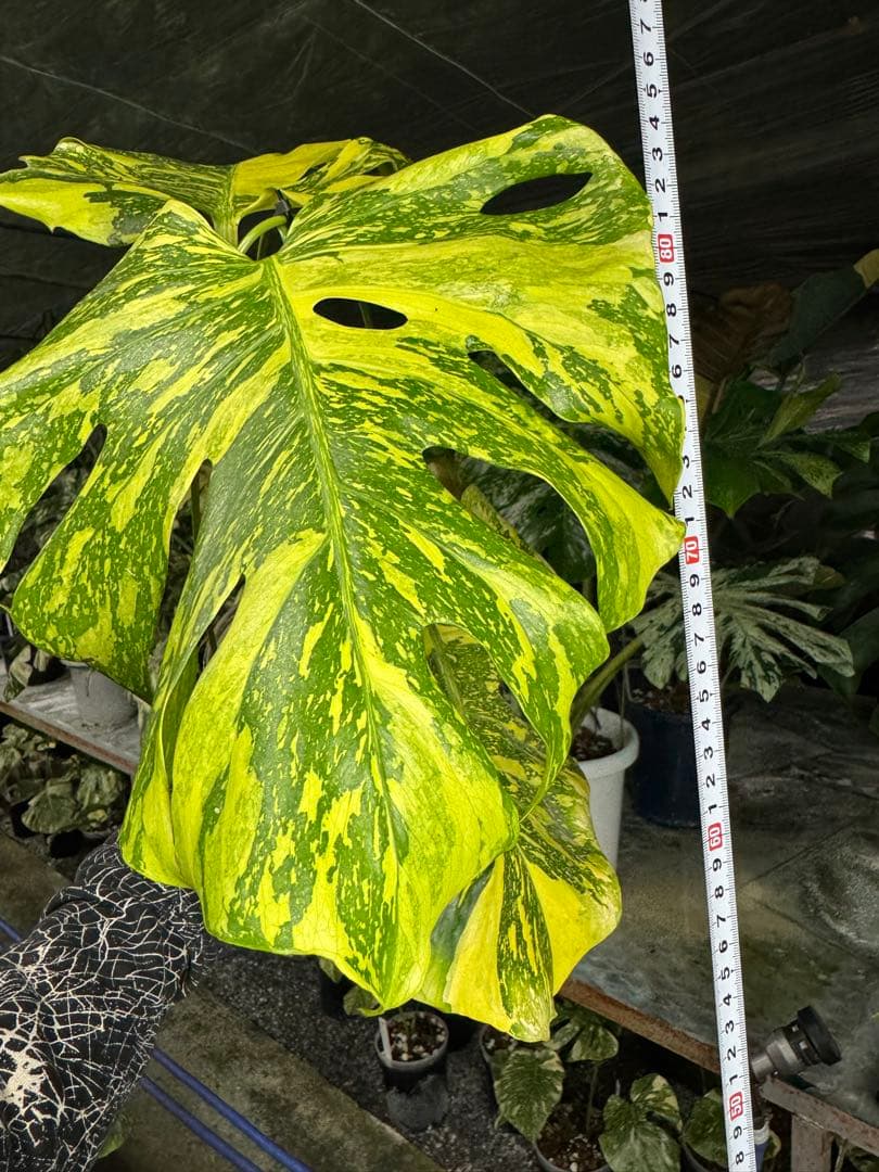 モンステラ　デリシオーサ　エレクトロライト　美斑入り