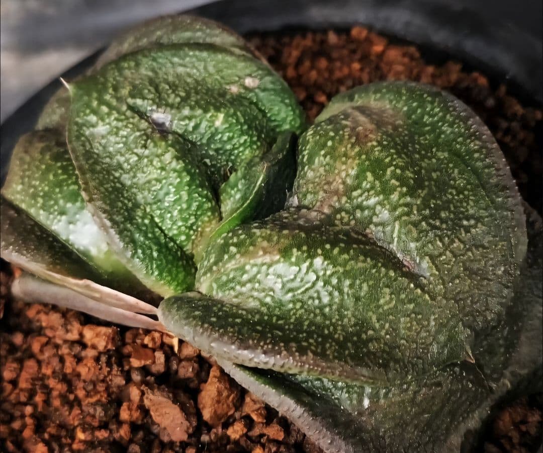 メルカリ便発送&ロウルサンコさんラベル付き☆多肉植物 ガステリア 臥牛 王頭